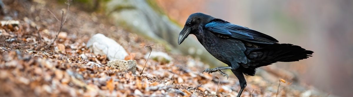 [paste advice page name here]